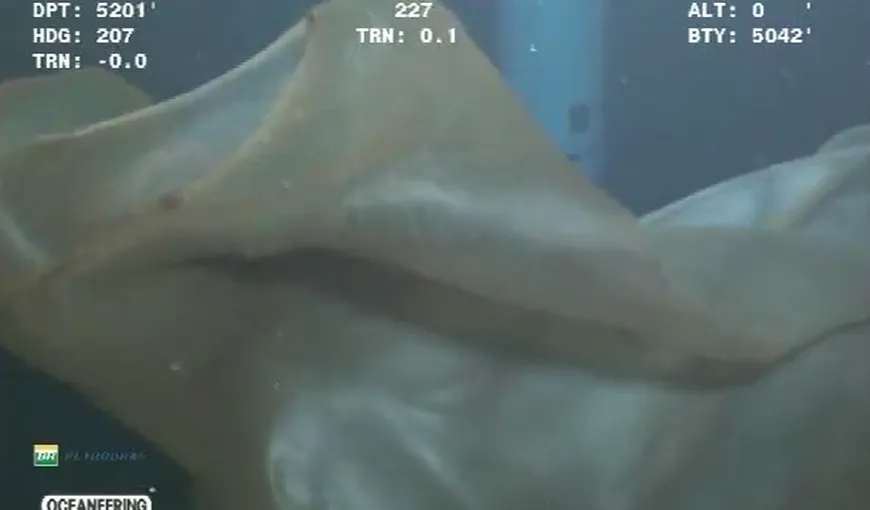O creatură misterioasă, filmată cu camere subacvatice VIDEO