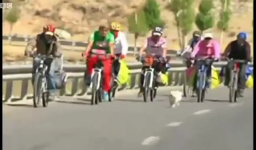 Călătoria incredibilă a unui câine: A alergat 1.700 km, într-o cursă ciclistă VIDEO