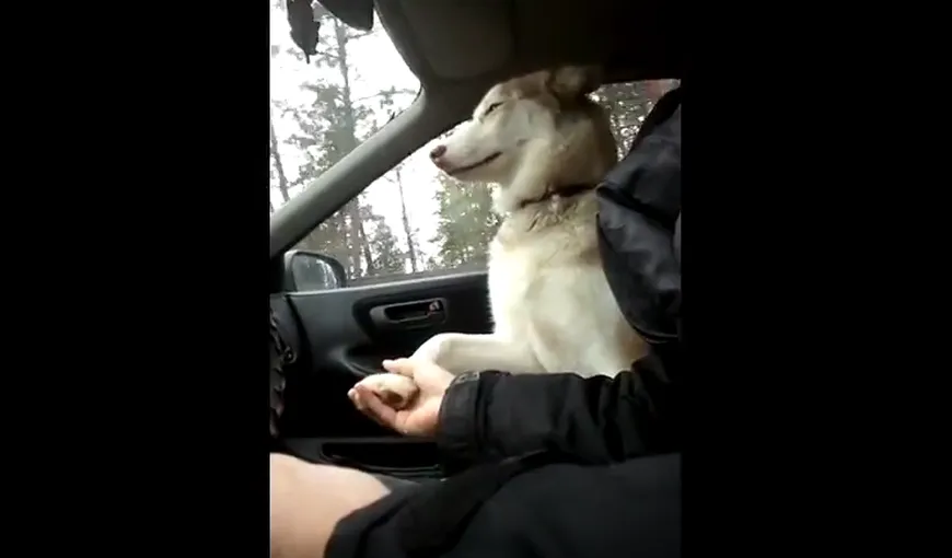 Un căţel vrea să fie ţinut de lăbuţă când merge cu maşina VIDEO