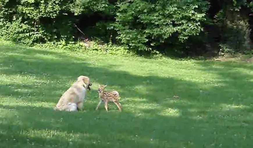 Prietenie inedită: Un căţel se joacă cu un pui de căprioară VIDEO