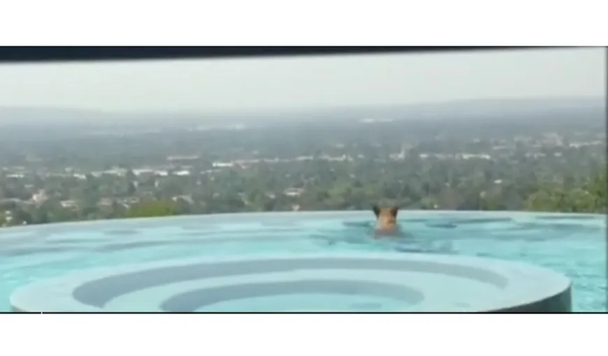 Un urs s-a răcorit într-o piscină din California VIDEO