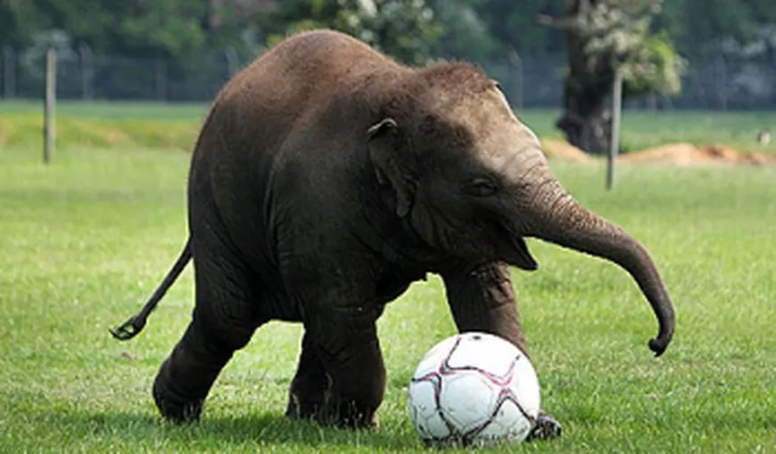 Pachiderme pe gazon. Un pui de elefant adoră fotbalul VIDEO