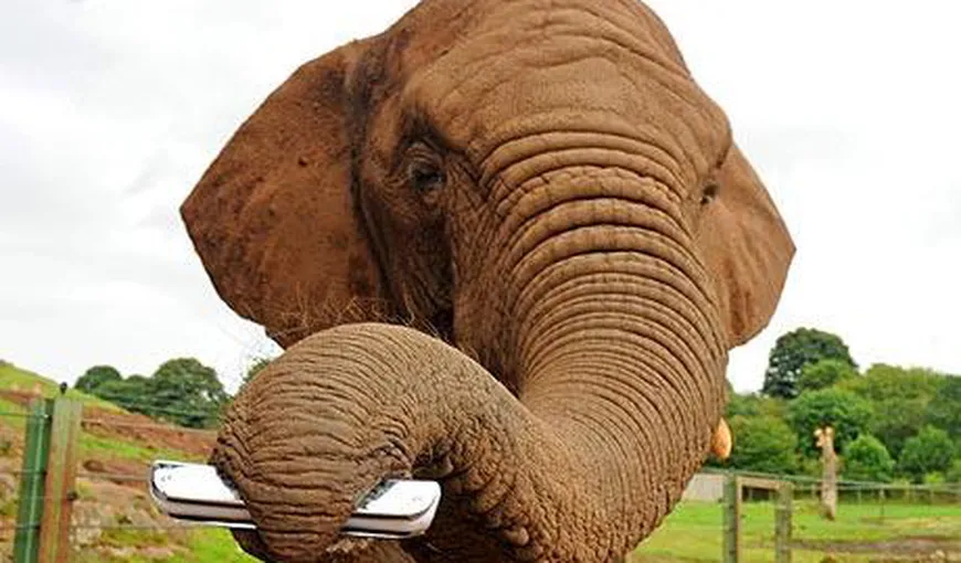 Un elefant a învăţat să cânte la muzicuţă VIDEO