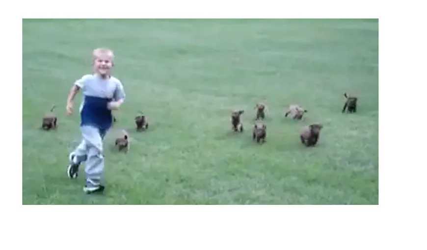Copil fugărit de o haită de câini VIDEO