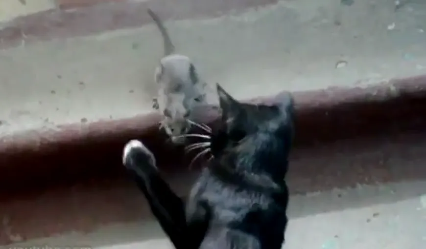 O pisică, învinsă de un şoricel: Cum a reuşit o mică rozătoare să alunge o felină VIDEO