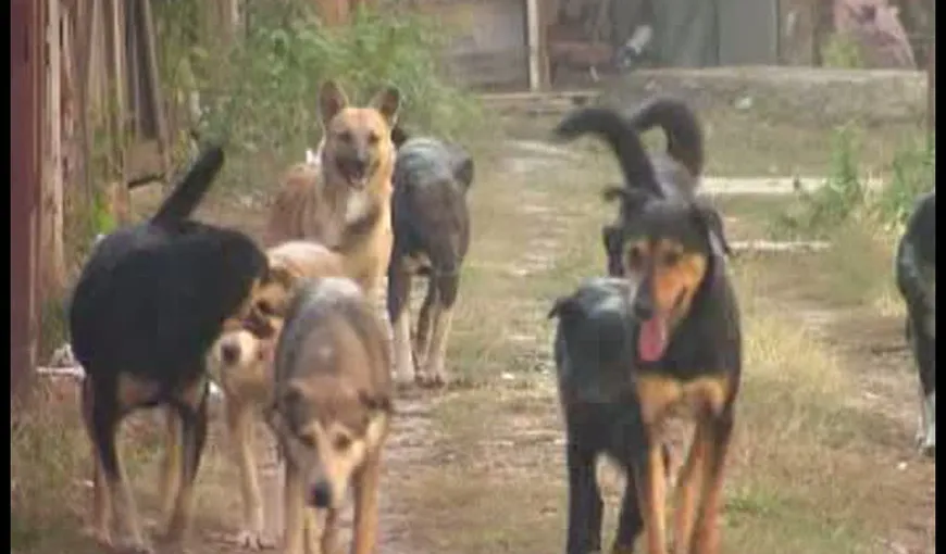 Cum vrea Primăria din Sofia să înjumătăţească numărul câinilor vagabonzi, până în 2014