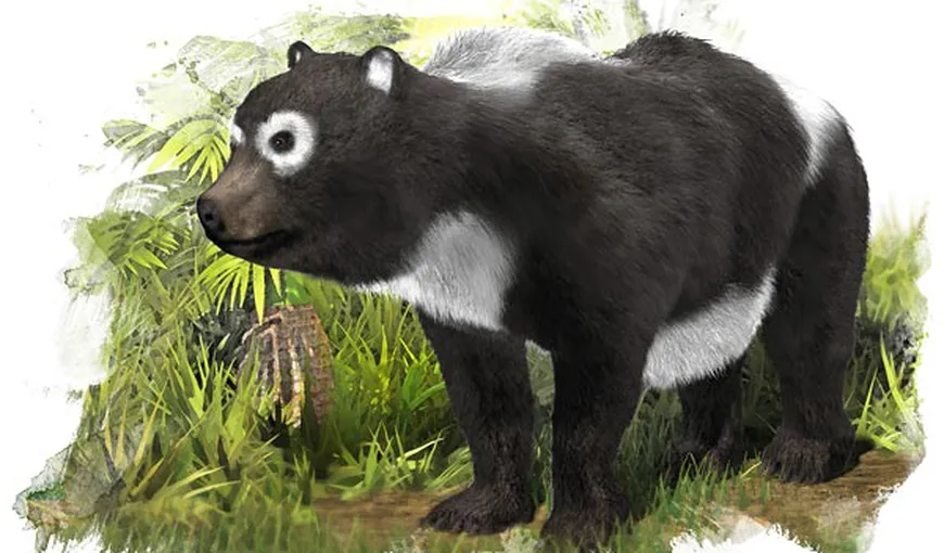 Un panda preistoric, descoperit în Spania. Are panda gigantic origini europene? FOTO