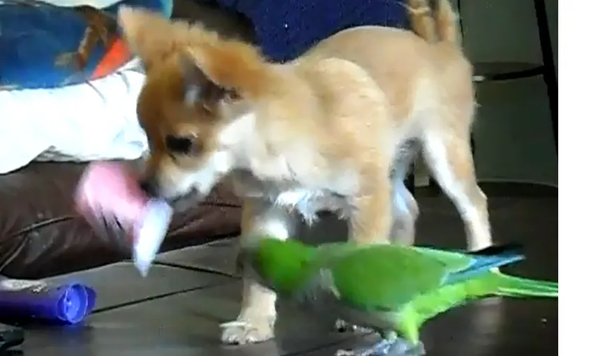 „Lupta” dintre un papagal şi un chihuahua pentru un iaurt. Cine câştigă? VIDEO