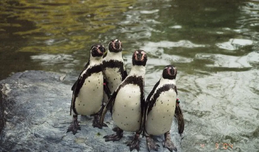Doi turişti britanici, amendaţi pentru că au furat un pinguin