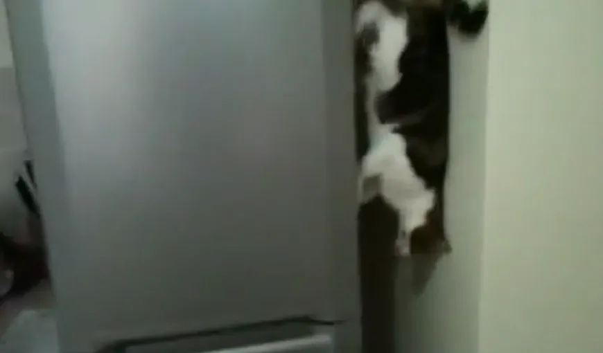 Pisica păianjen: O felină incredibilă sfidează gravitaţia VIDEO