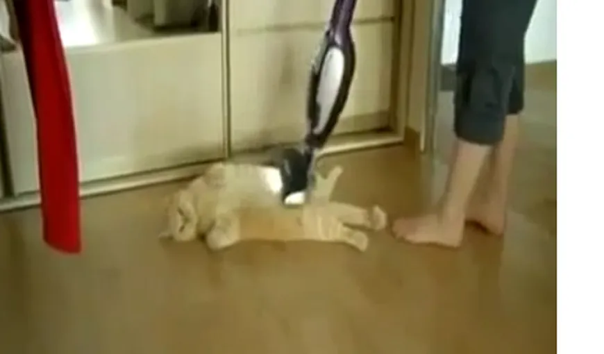 O pisică grăsană adoră să fie… aspirată VIDEO