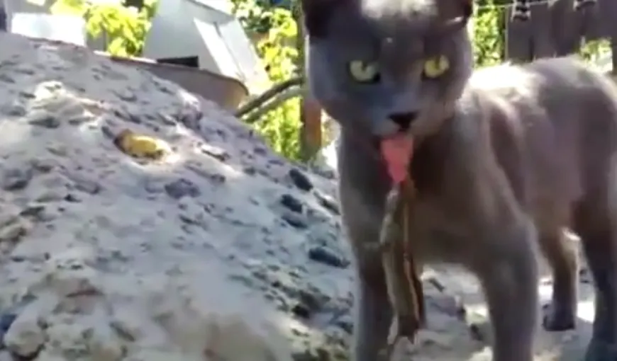 Când pisica atacă, şopârla o apucă de limbă VIDEO