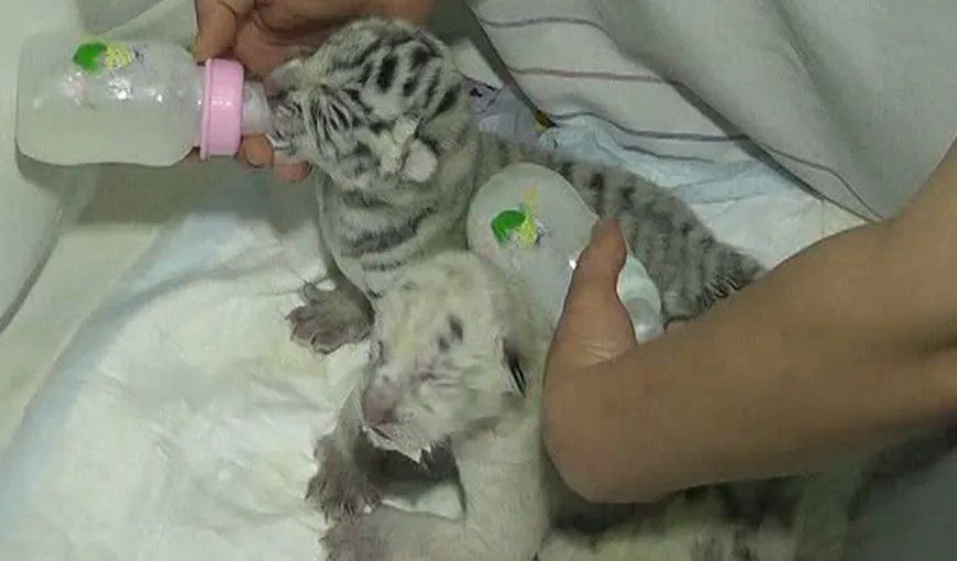 Eveniment rar: Patru pui de tigru alb s-au născut la o grădină zoologică din Ucraina VIDEO