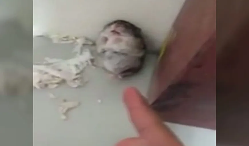 Un hamster de Oscar VIDEO INCREDIBIL