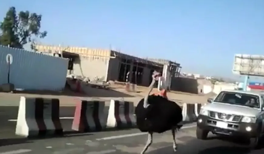 Un struţ nebun încurcă traficul într-un oraş din Arabia Saudită VIDEO