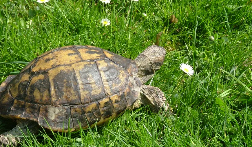Trafic ilegal cu ţestoase: Două femei au furat animalele din Parcul Domogled