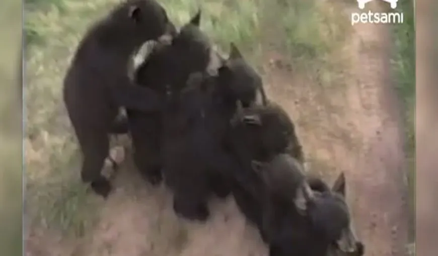 Reprezentaţie încântătoare dată de 10 pui de urs dintr-o rezervaţie VIDEO