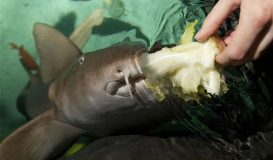 Primul rechin vegetarian din lume iubeşte salata FOTO