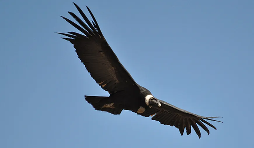 Transformare incredibilă: Cum „întinereşte” vulturul din Anzi