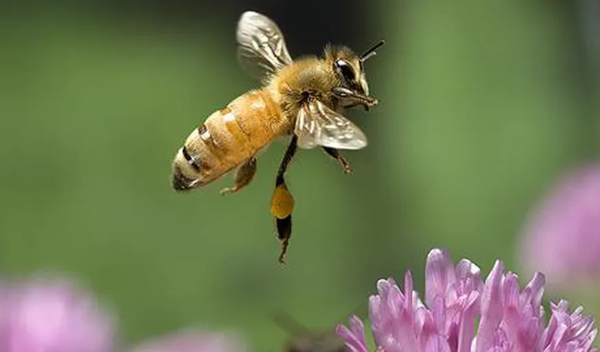 Un ieşean a murit după ce a fost înţepat de o albină