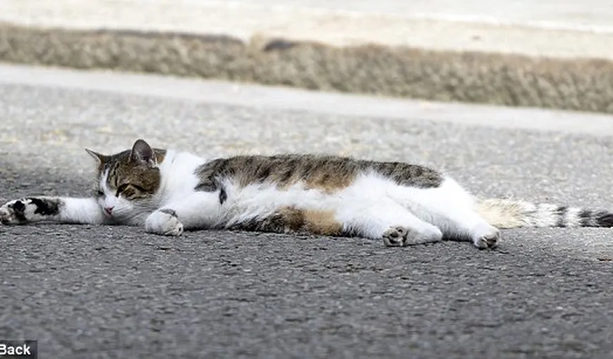 Lene mare: Pisica premierului britanic zace în mijlocul străzii FOTO