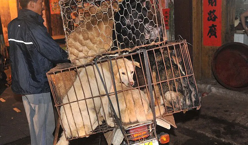 IMAGINI ŞOCANTE: Câini ucişi, gătiţi şi serviţi la masă, în China