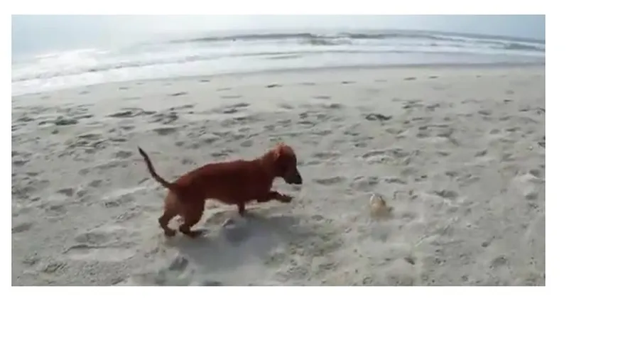 Bătaie pe plajă între câine şi crab VIDEO