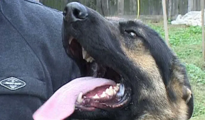 Poliţia Gorj scoate la licitaţie un câine lup. Vezi preţul de pornire