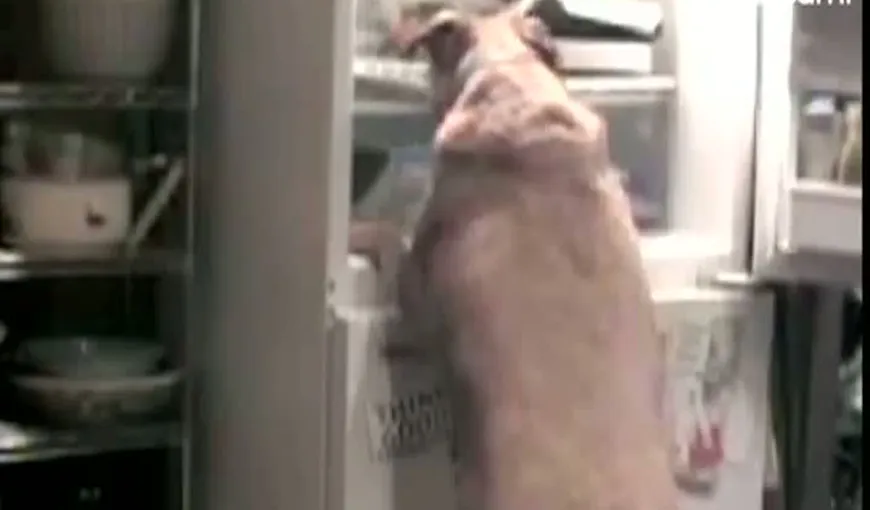 Un căţel gras deschide singur frigiderul şi scoate toată mâncarea VIDEO