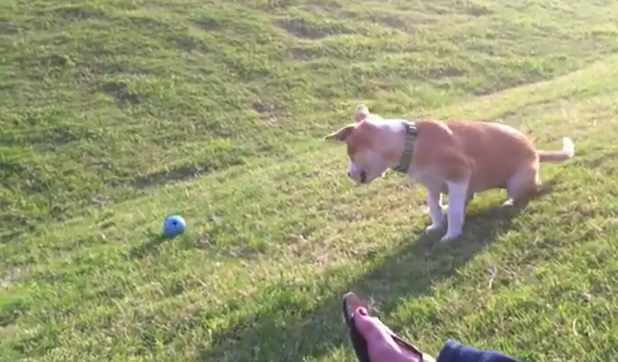Un câine nebunatic îşi aruncă singur mingea VIDEO