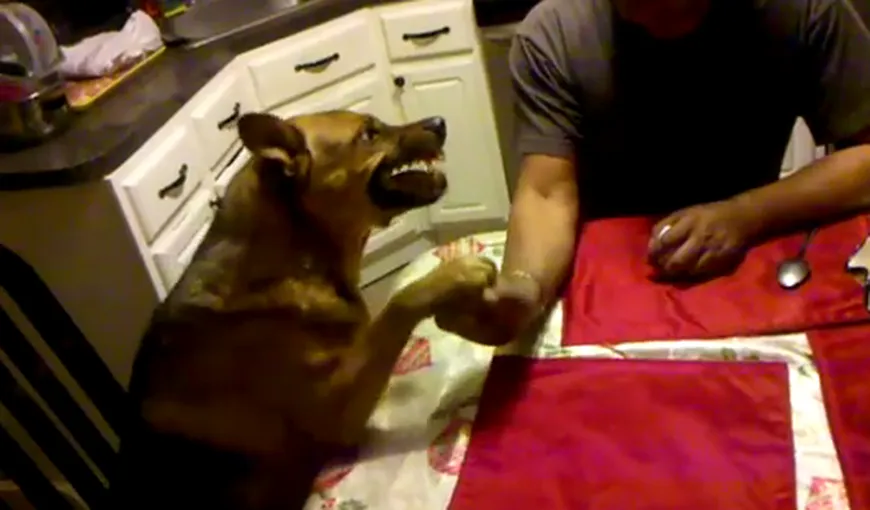 Un câine face skandenberg cu stăpânul său. Vezi cine câştigă? VIDEO