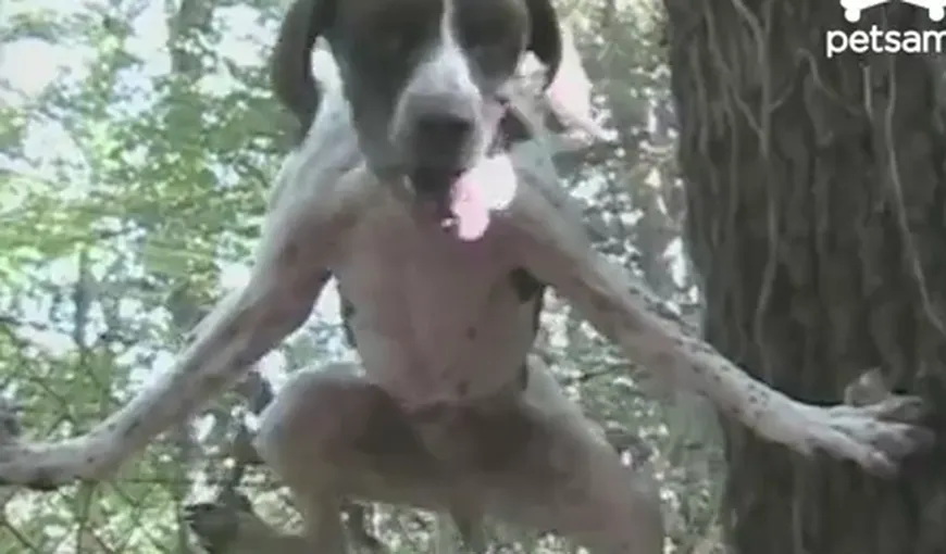 Misiune imposibilă: Un câine reuşeşte o evadare spectaculoasă VIDEO
