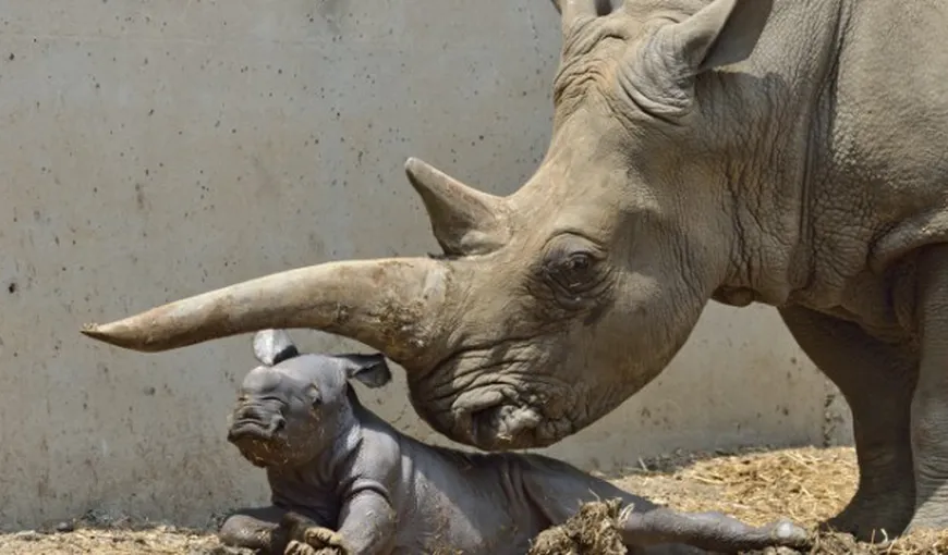 Eveniment extrem de rar: Un pui de rinocer alb, născut la un zoo israelian FOTO