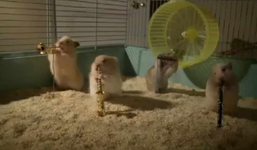 Hamsterii cântăreţi: O trupă de rozătoare cântă la instrumente muzicale VIDEO