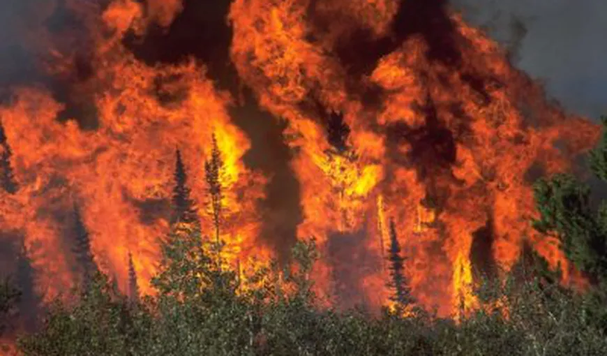 New Mexico se luptă cu cel mai mare incendiu de vegetaţie din istoria sa VIDEO