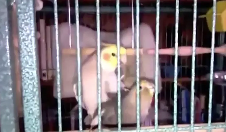 O pasăre fluieră cântecul victoriei, după împerechere VIDEO