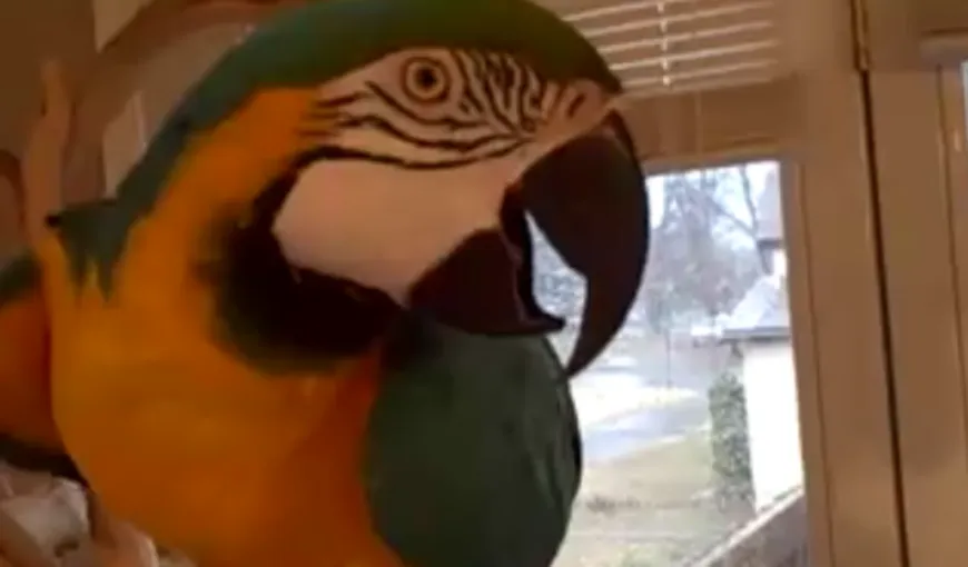 Un papagal are cel mai ciudat râs din lume VIDEO