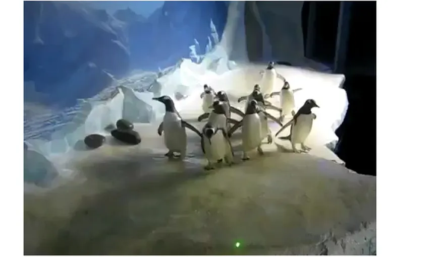 Cei mai haioşi pinguini. Aleargă înnebuniţi prin bazin după o lumină laser VIDEO