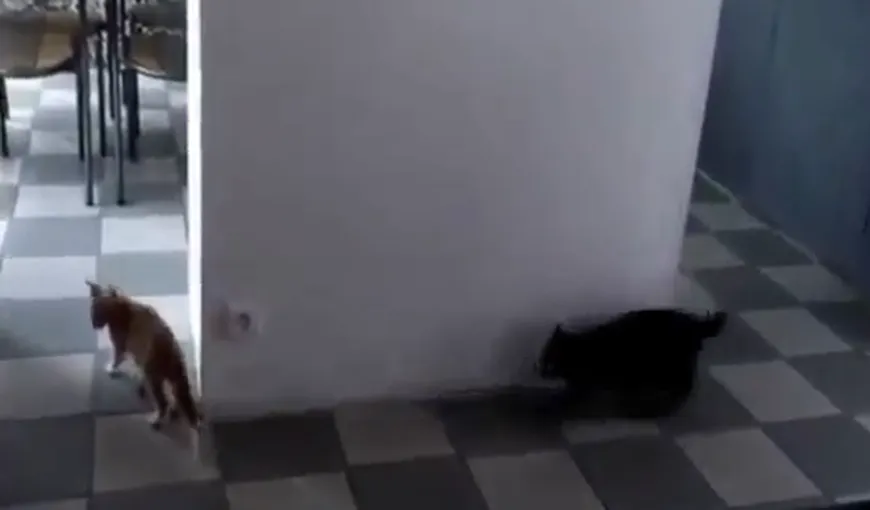 Pisica la pândă: O felină, surprinsă de partenera ei de joacă cu un atac neaşteptat VIDEO