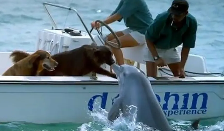 Un delfin afectuos. Vezi cum îşi manifestă simpatia faţă de un căţel VIDEO