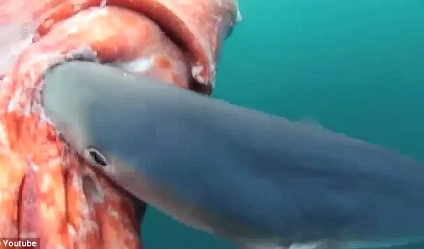 Imaginile care îţi vor da FIORI: Un rechin atacă o caracatiţă chiar lângă o barcă de pescuit VIDEO