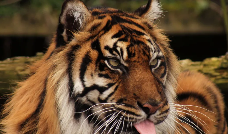 Planeta, de vânzare: Pădurea amazoniană şi tigrul din Sumatra, scoase la licitaţie pe eBay