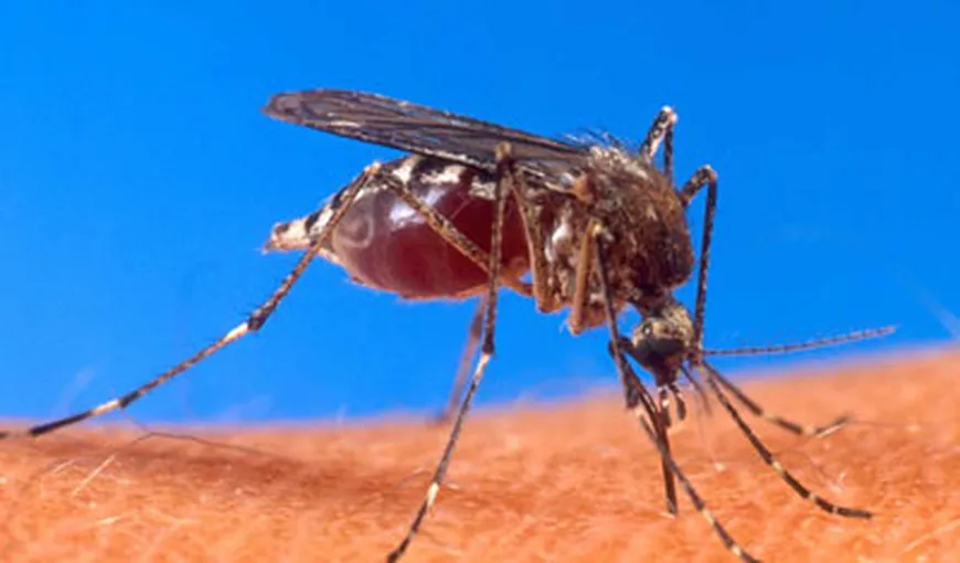 INVAZIE de ţânţari în Capitală. Ţânţarii, ca şi căpuşele, pot transmite boala Lyme