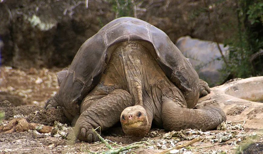 Cel mai rar animal din lume a murit în Insulele Galapagos