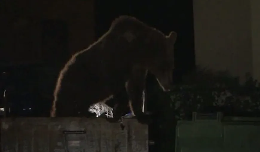 Urşii caută mâncare în tomberoanele din Buşteni VIDEO