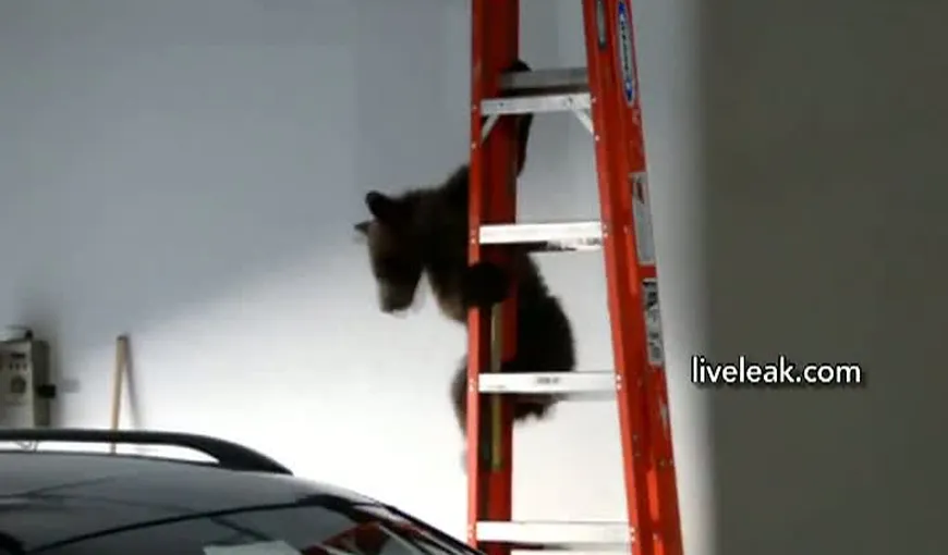 INCREDIBIL Pui de urs salvat de mama lui, după ce a rămas blocat în garaj VIDEO