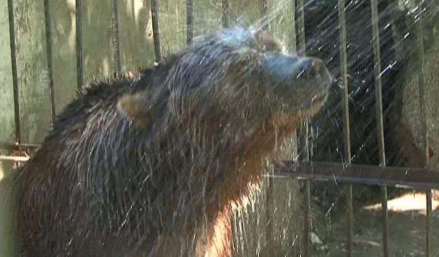 Cum se feresc animalele de la zoo de caniculă? Fac duş VIDEO