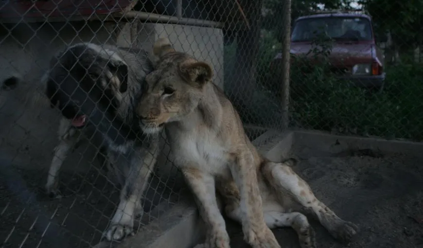 Patru leoaice din România, trimise de Vier Pfoten într-o rezervaţie din Africa de Sud VIDEO