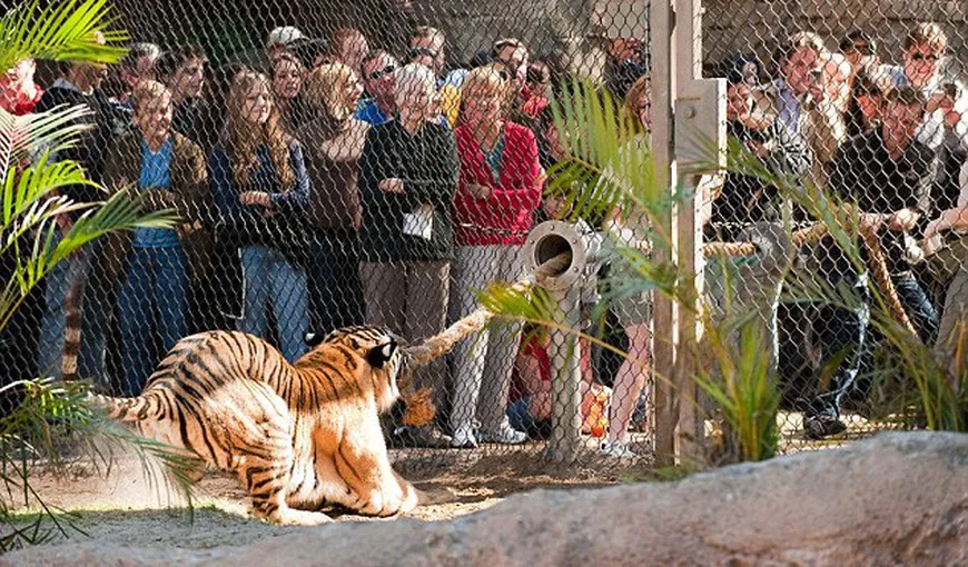 Joaca cu tigrul: Concurs de forţă la zoo, între oameni şi marile feline VIDEO