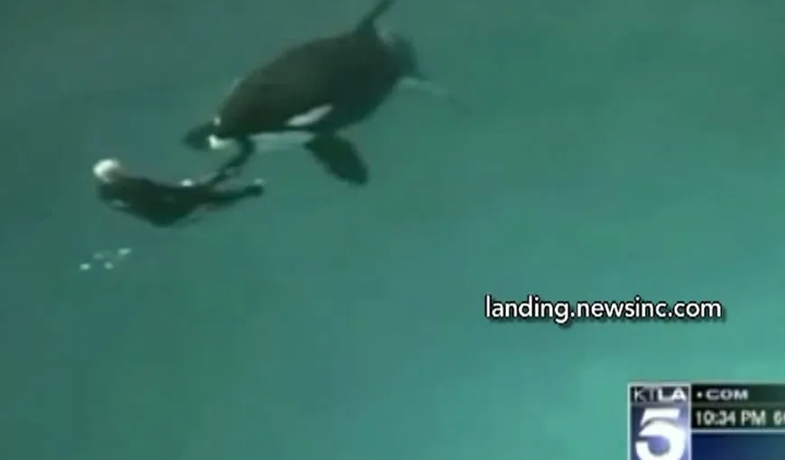 O balenă ucigaşă a fost cât pe ce să îşi omoare dresorul VIDEO